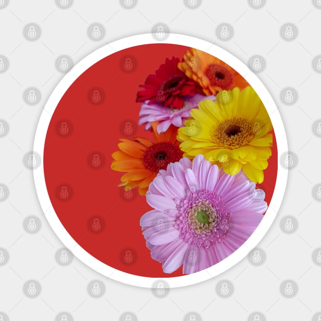 Gerberas Floral Photo Magnet by ellenhenryart